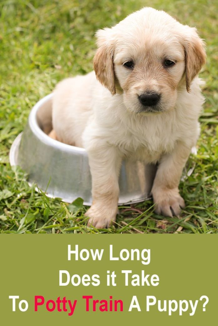 How Long Does It Take To Potty Train A Puppy