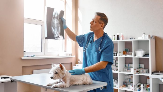 Importance of Regular Veterinarian Visits for Cats