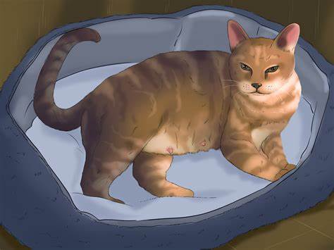 How To Tell If A Cat Is Pregnant?
