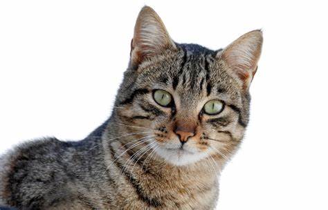 How To Get Rid Of Cat Pee Smell?