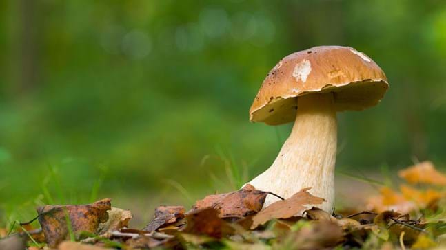 Cep Mushroom in the UK: A Forager's Prize