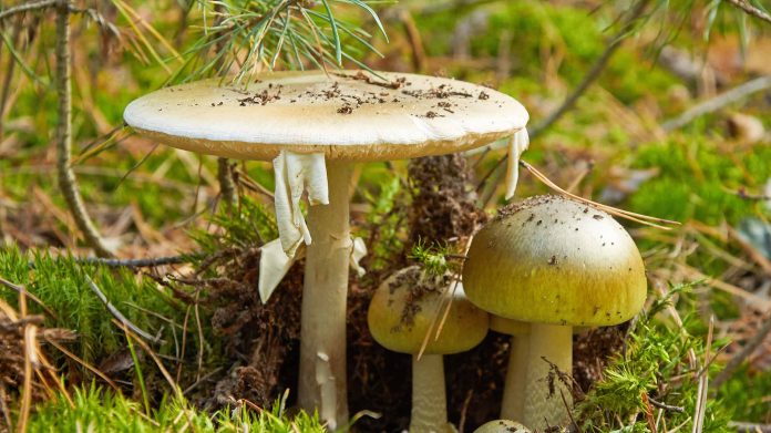 Death Cap Mushrooms