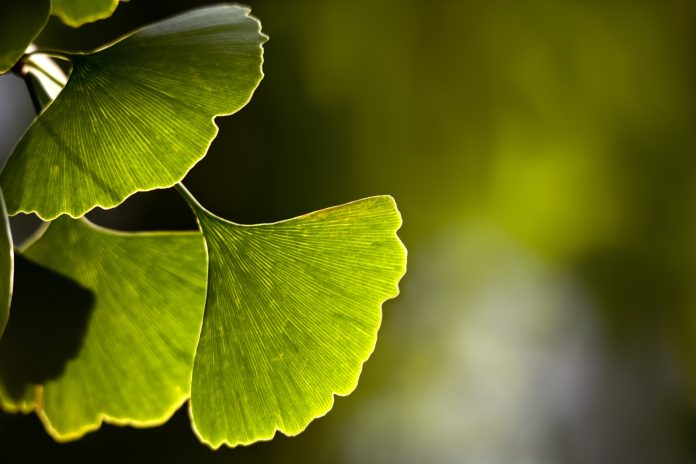 Ginkgo Biloba