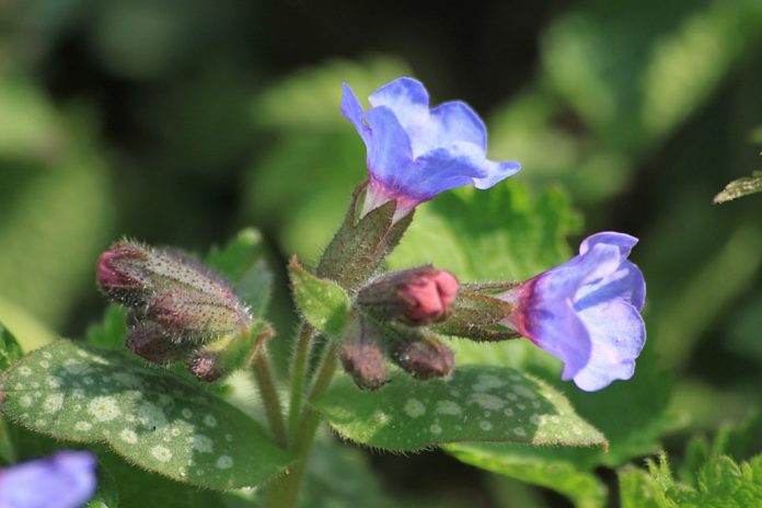 Lungwort