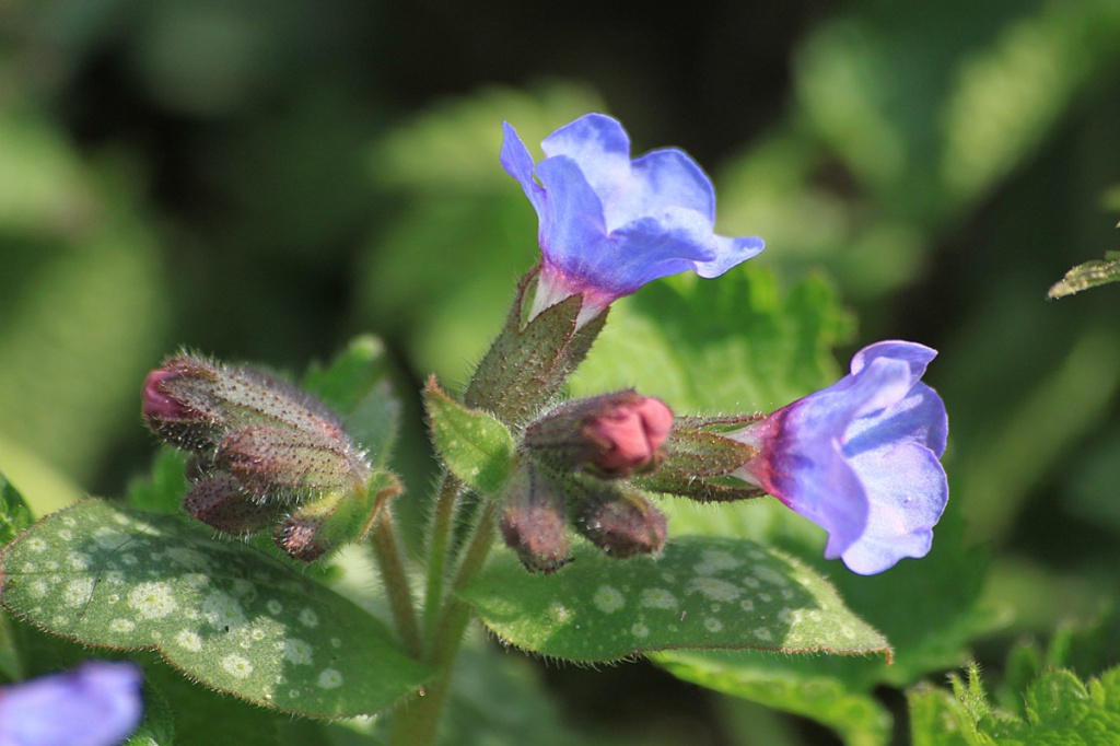 Lungwort