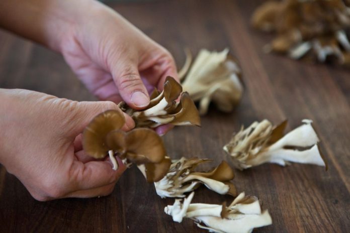 Maitake Mushroom