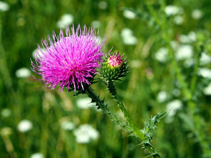 Milk Thistle