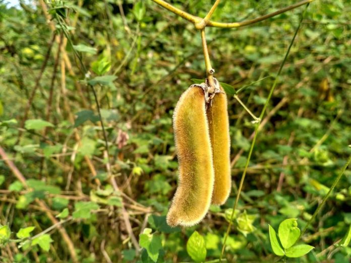 Mucuna Pruriens