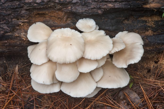 Oyster Mushrooms