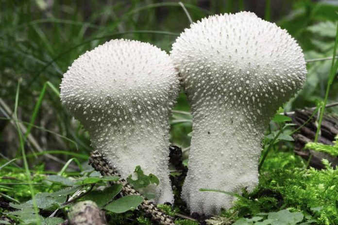 Puffball Mushrooms