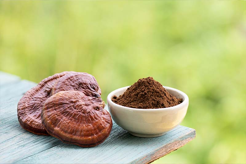 Reishi Mushroom: The UK’s Guide to the ‘Mushroom of Immortality’