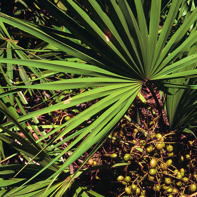 Saw Palmetto