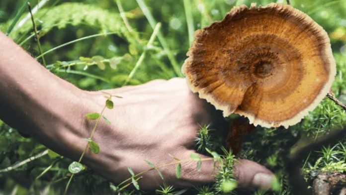 Tiger Milk Mushroom
