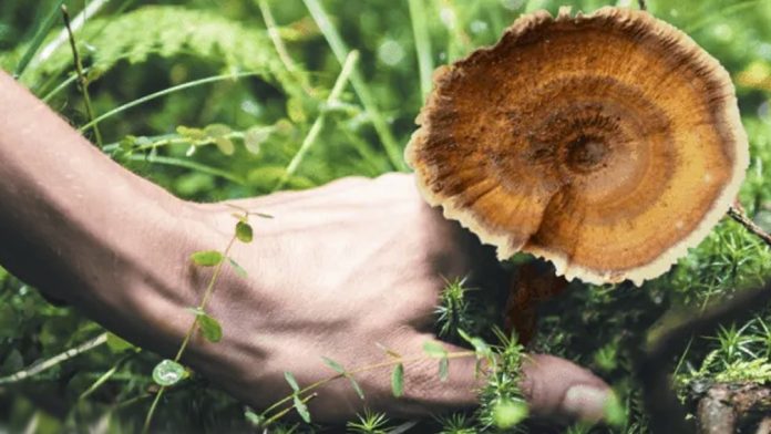 Tiger Milk Mushroom