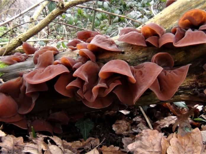 Wood Ear Mushroom