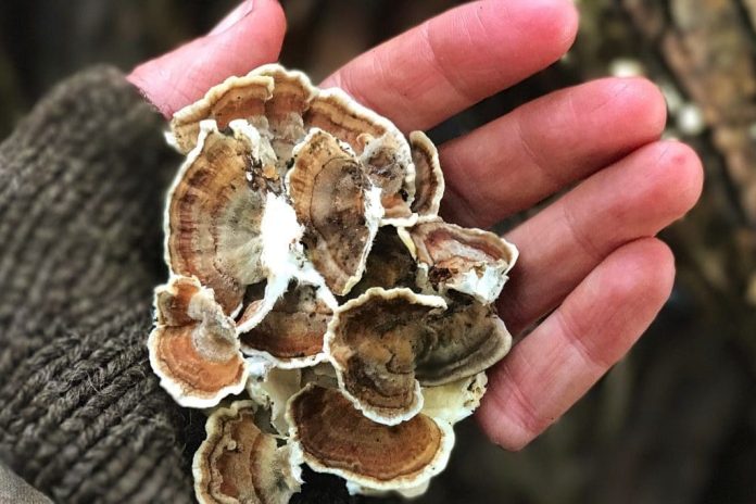 turkey tail mushroom